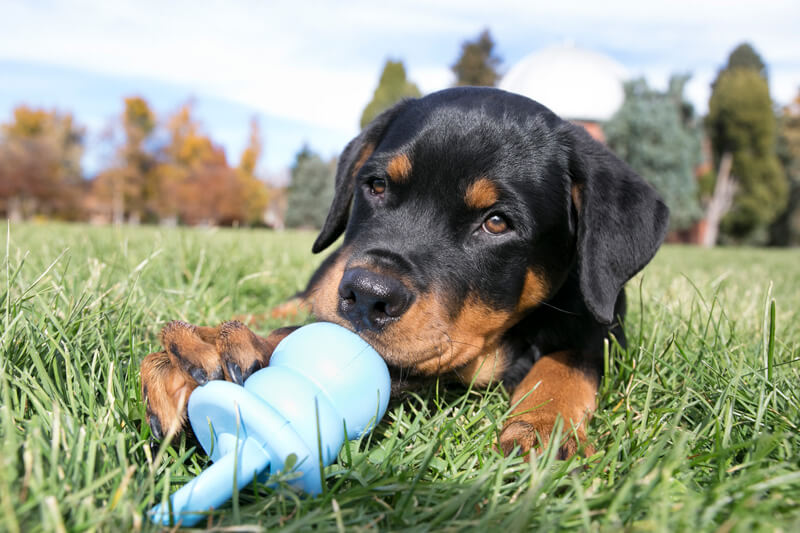 Puppy Teething Guide 5 Tips to Survive the Teething Stage